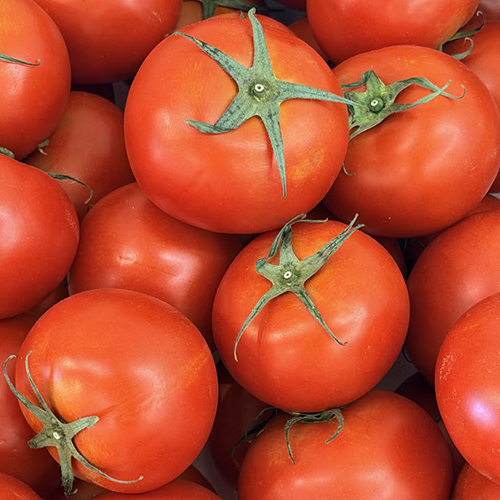 Fresh Tomato
