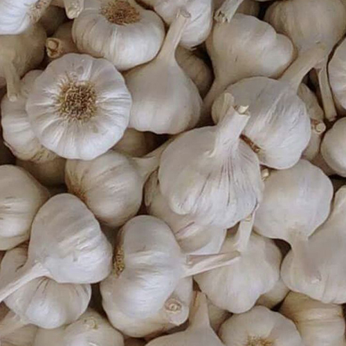 Fresh Garlic