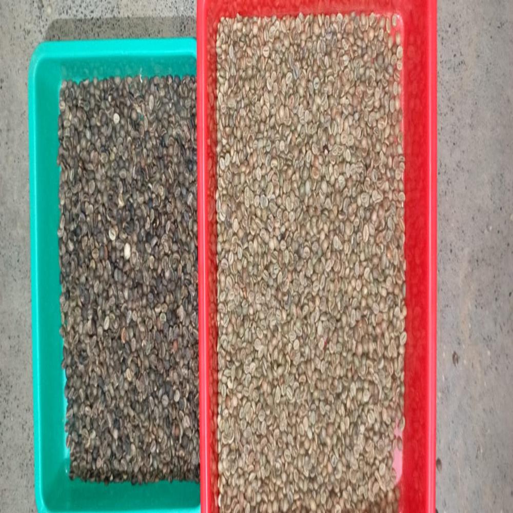 Coffee Bean Color Sorting Machine - Air Pressure: 5 Bar