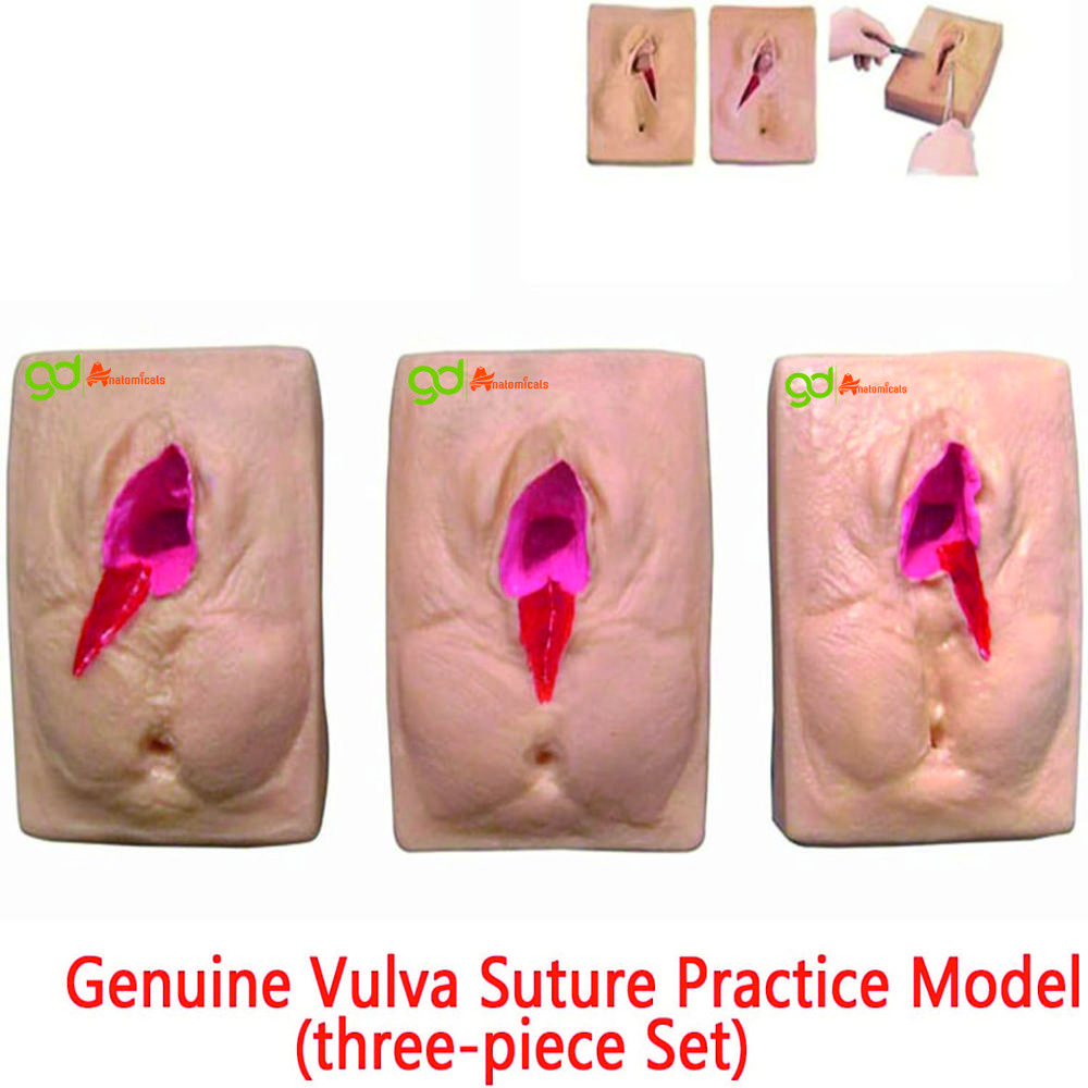 Vulva Suturing Training Model