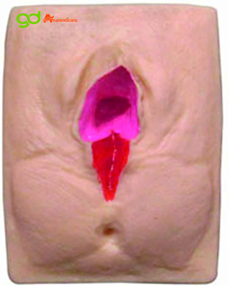 Vulva Suturing Training Model - Advantage: Realistic Feel