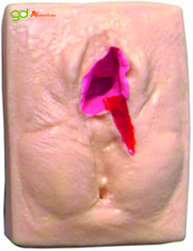 Vulva Suturing Training Model - Advantage: Realistic Feel