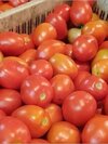 Fresh Tomatoes