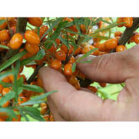 Sea Buckthorn Pure Pulp