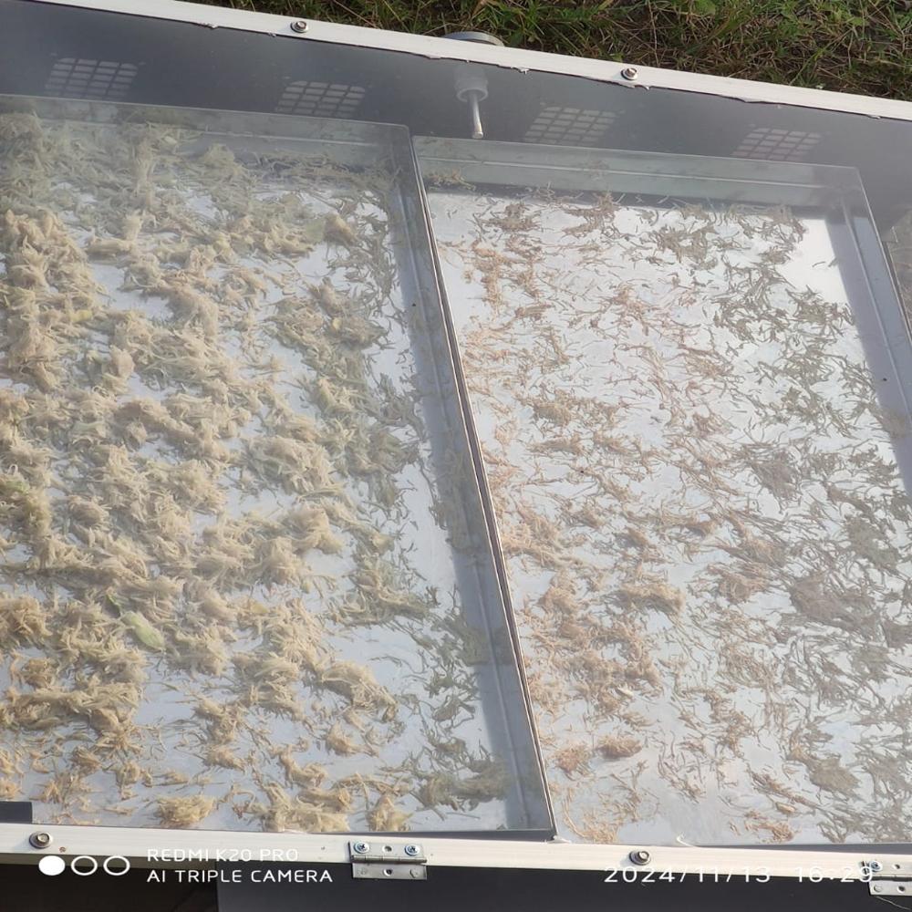 Solar Walnut Dryer