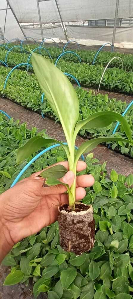 G9 Banana Plant