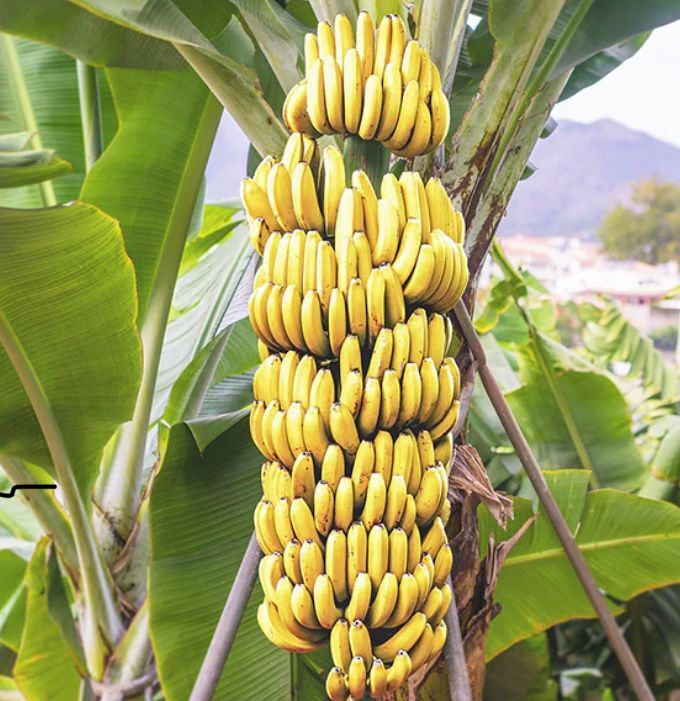 G9 Banana Plant