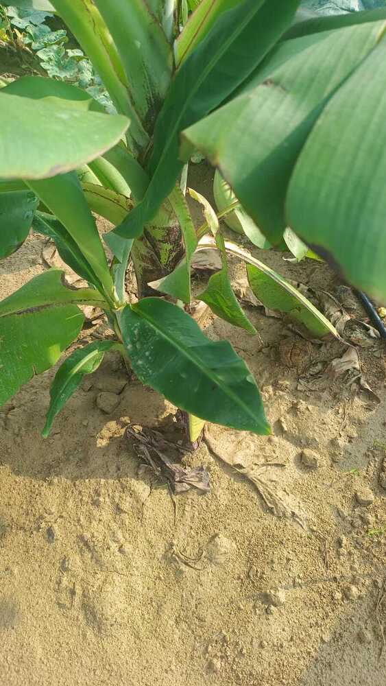 G9 Banana Plant