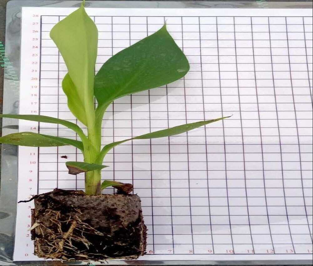 G9 Banana Plant