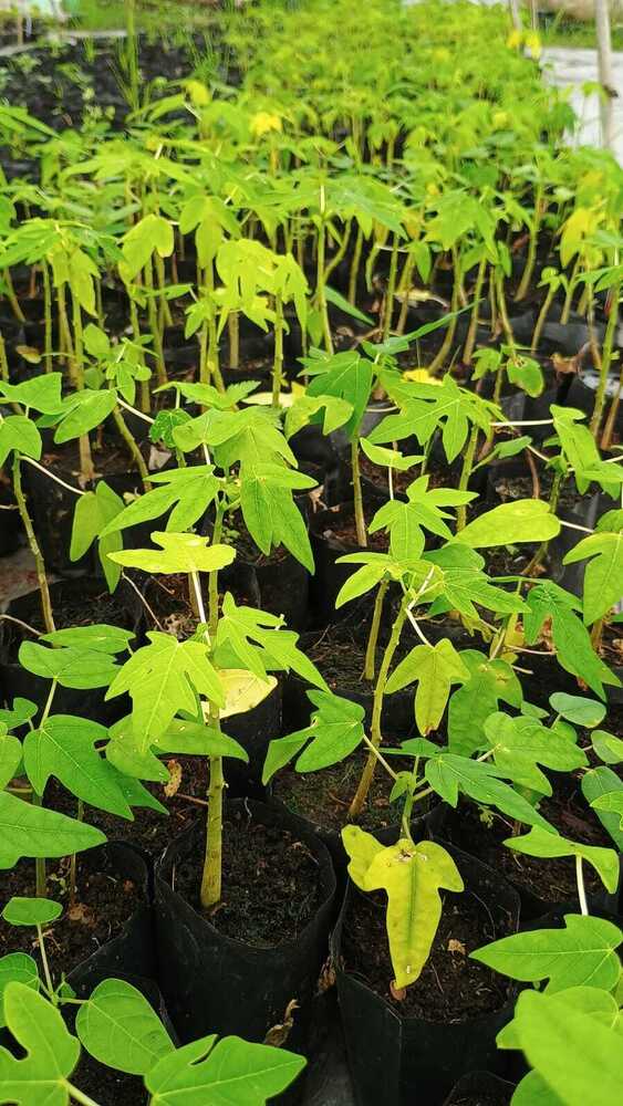 15 No Papaya Plant