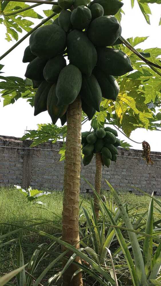 15 No Papaya Plant