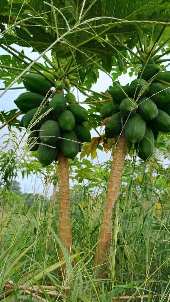 15 No Papaya Plant