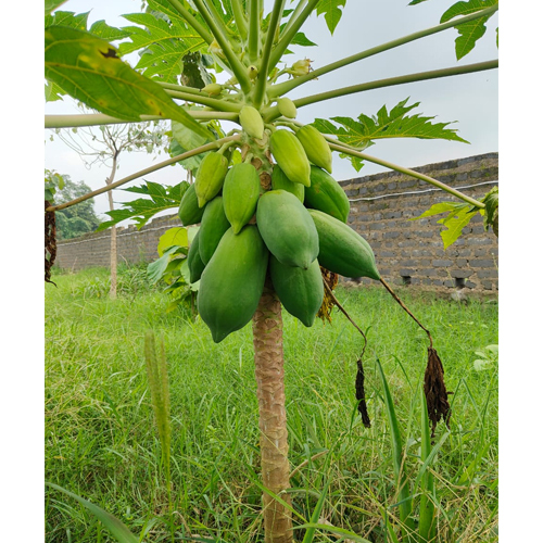 15 No Papaya Plant