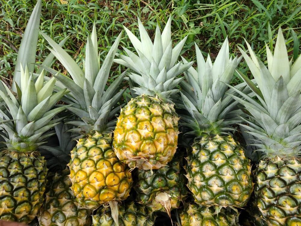 Pineapple Queen Plant
