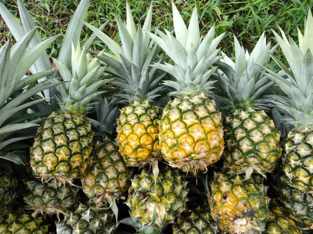 Pineapple Queen Plant