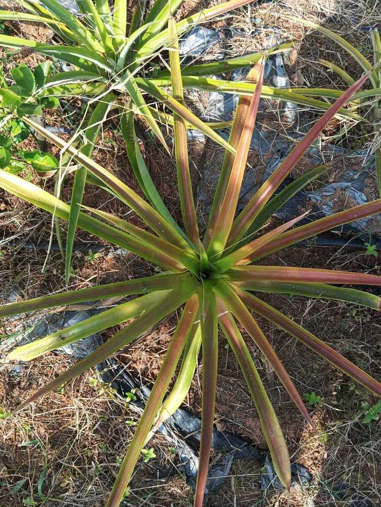 Pineapple Queen Plant