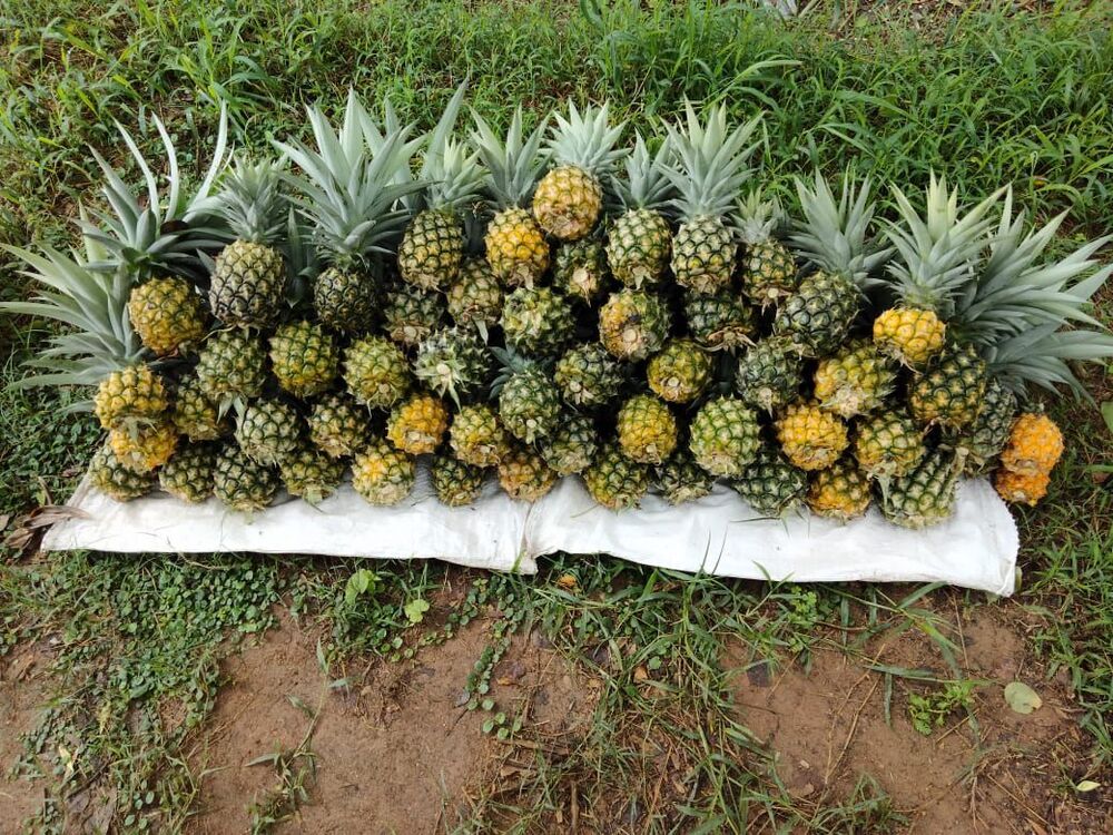 Pineapple Queen Plant