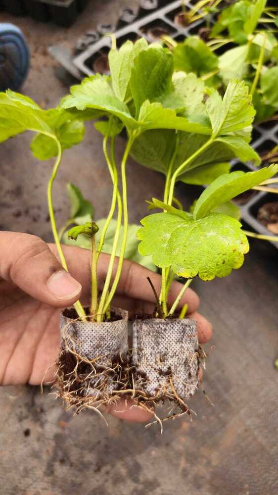 Strawberry Tissue Culture Plant