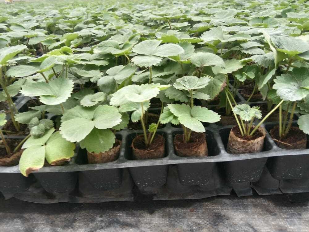 Strawberry Tissue Culture Plant
