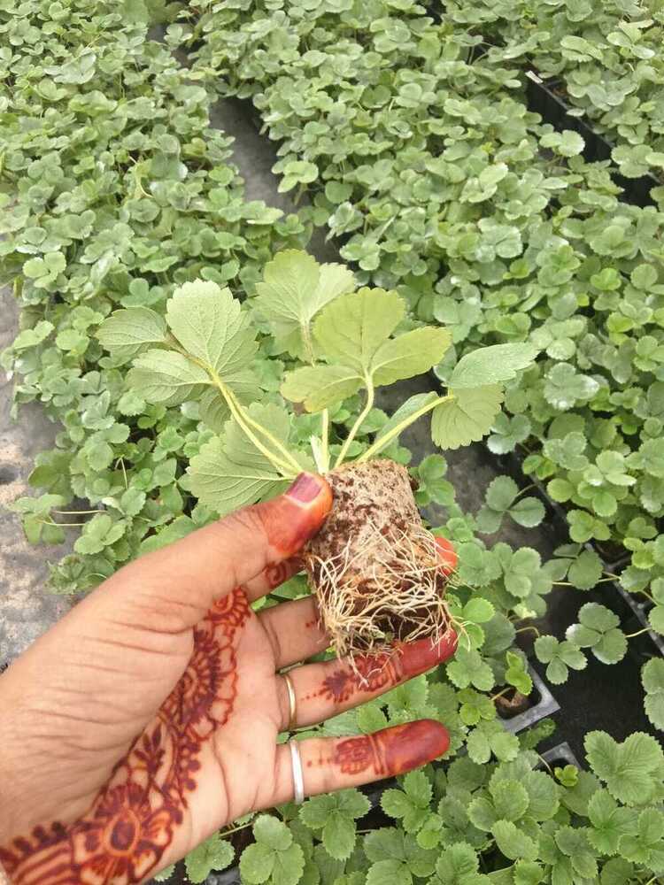 Strawberry Tissue Culture Plant