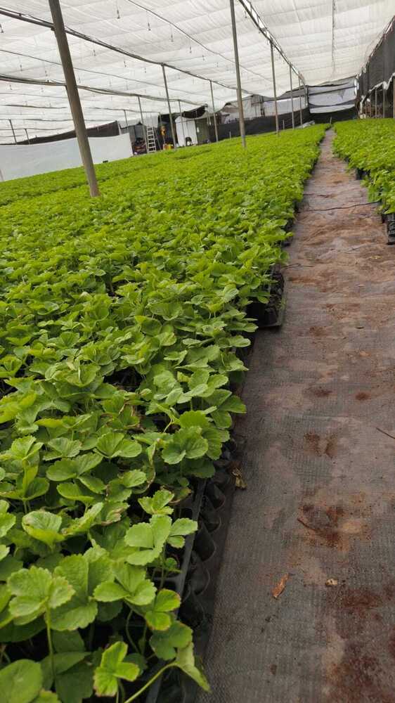Strawberry Tissue Culture Plant