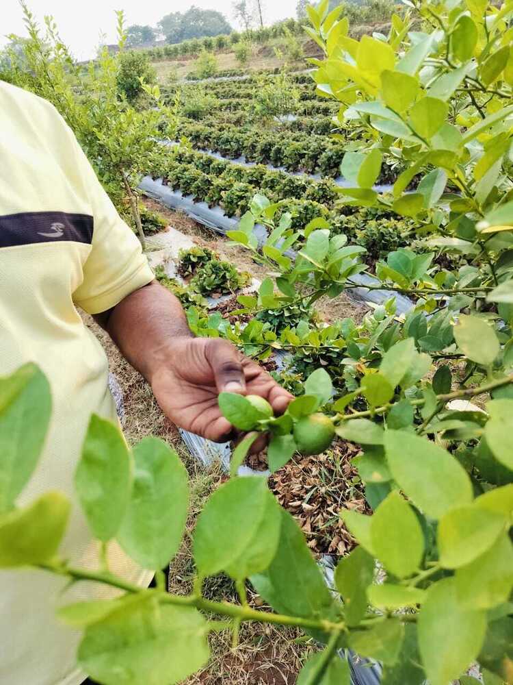 Sharbati Lemon Plant