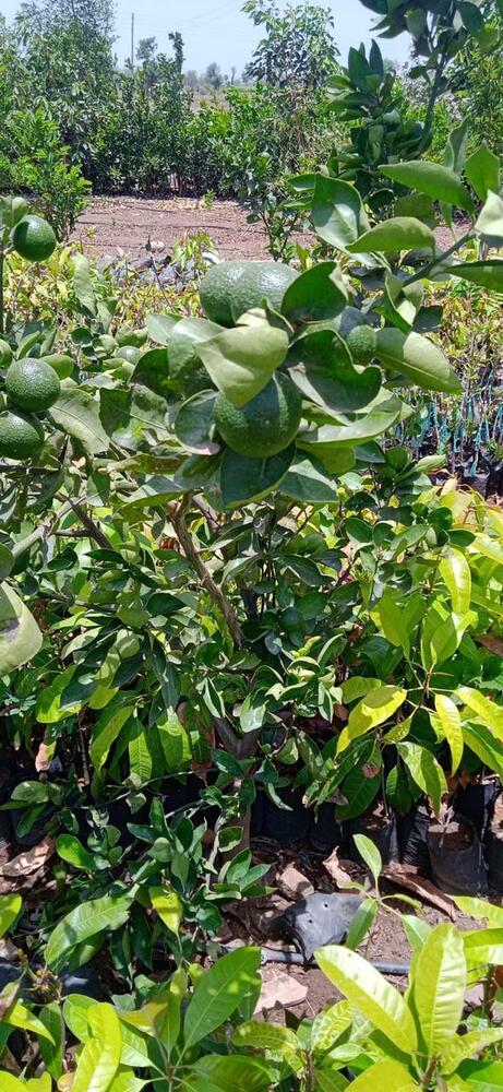 Sharbati Lemon Plant