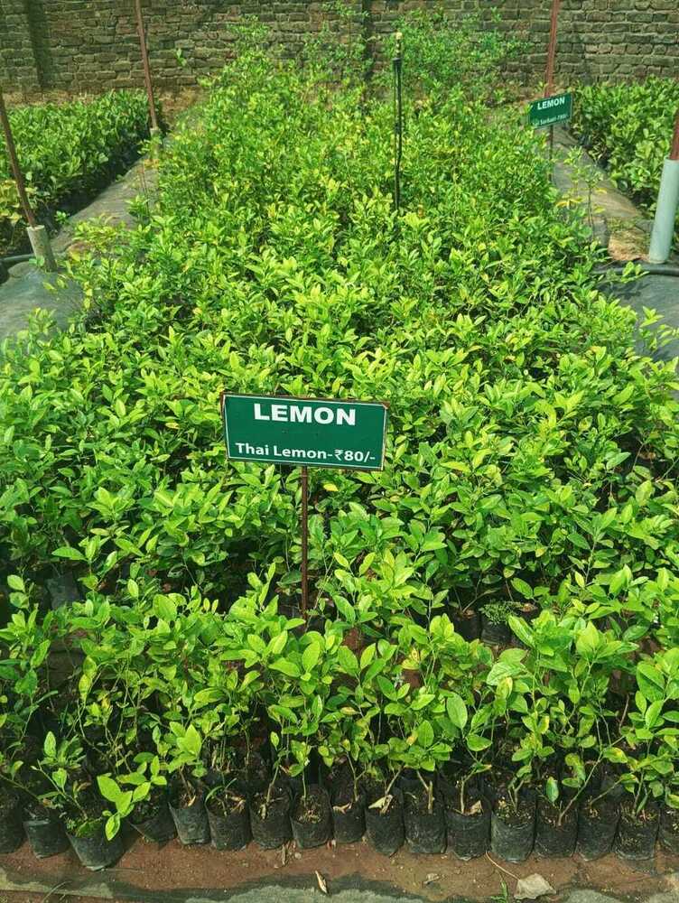 Sharbati Lemon Plant