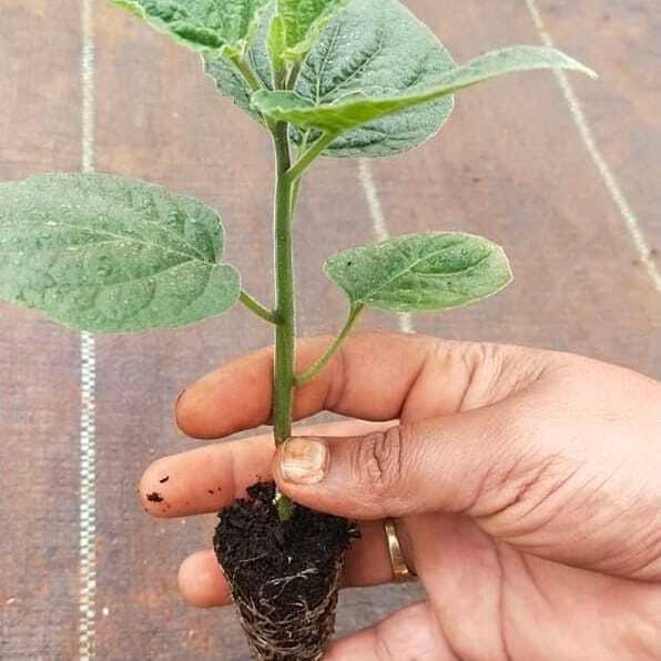 Gooseberry Plant