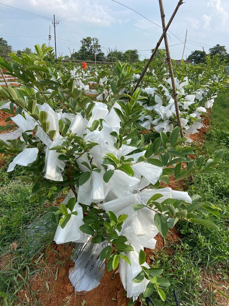 Guava Plant