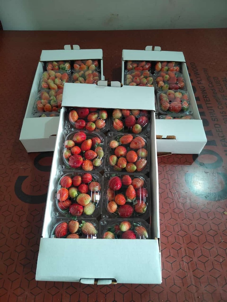 2 KG Fresh Strawberry