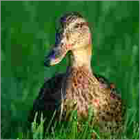 ओरेगैनो तेल