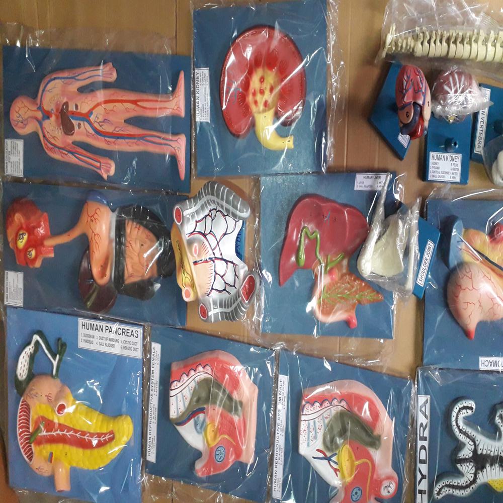 human organ model