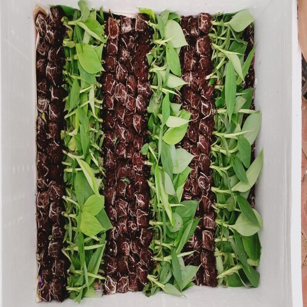 Banana Tissue Culture Plant - Breed: G9