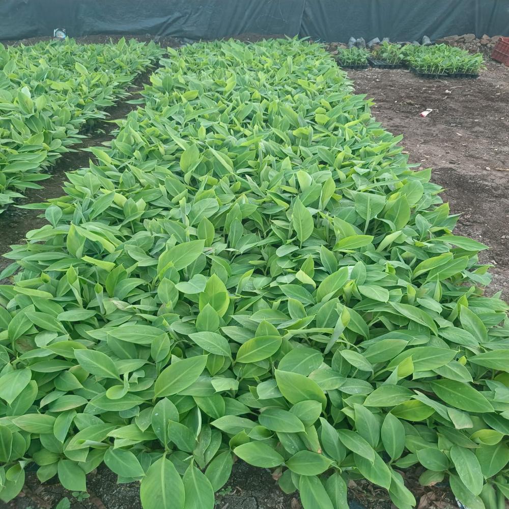 Banana Tissue culture Plant
