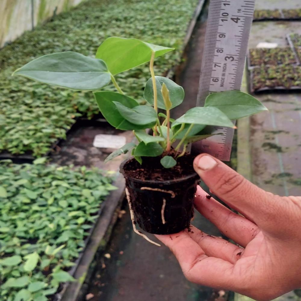 Gerbera Plant