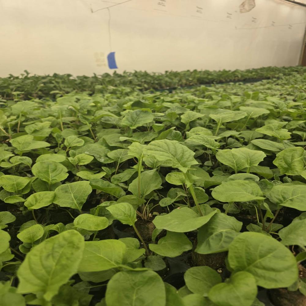 Gerbera Plant
