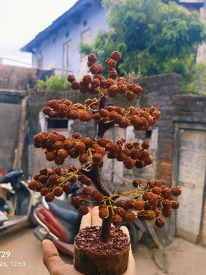 Rudrask Tree