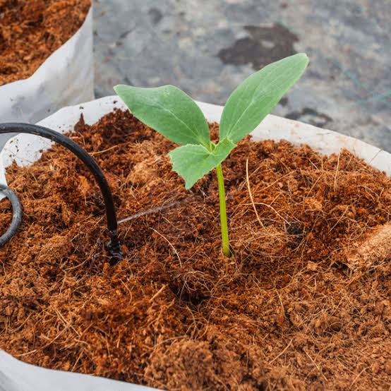 Cocopeat Shell