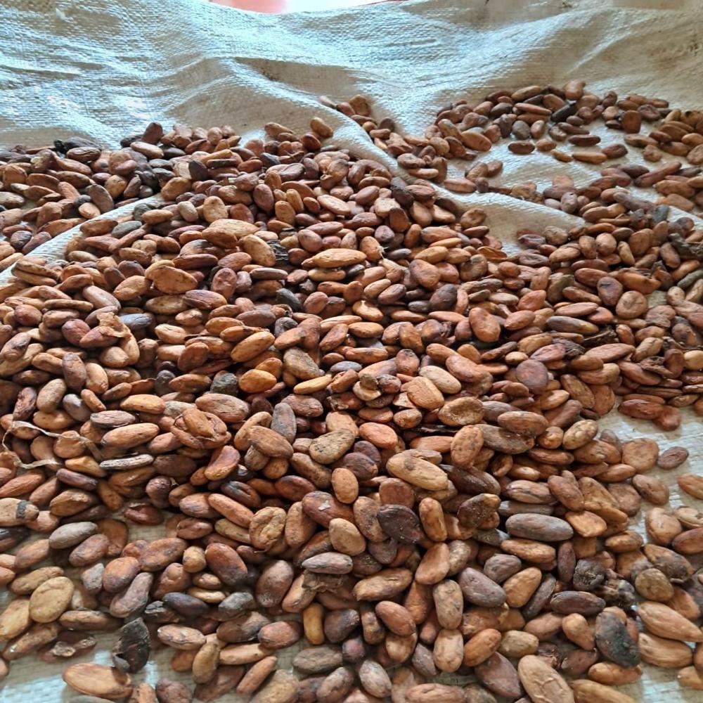 Coca Beans Africa Origin