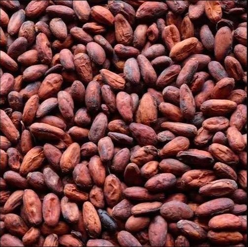 Organic Cocoa Beans