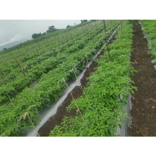 Drip Irrigation System