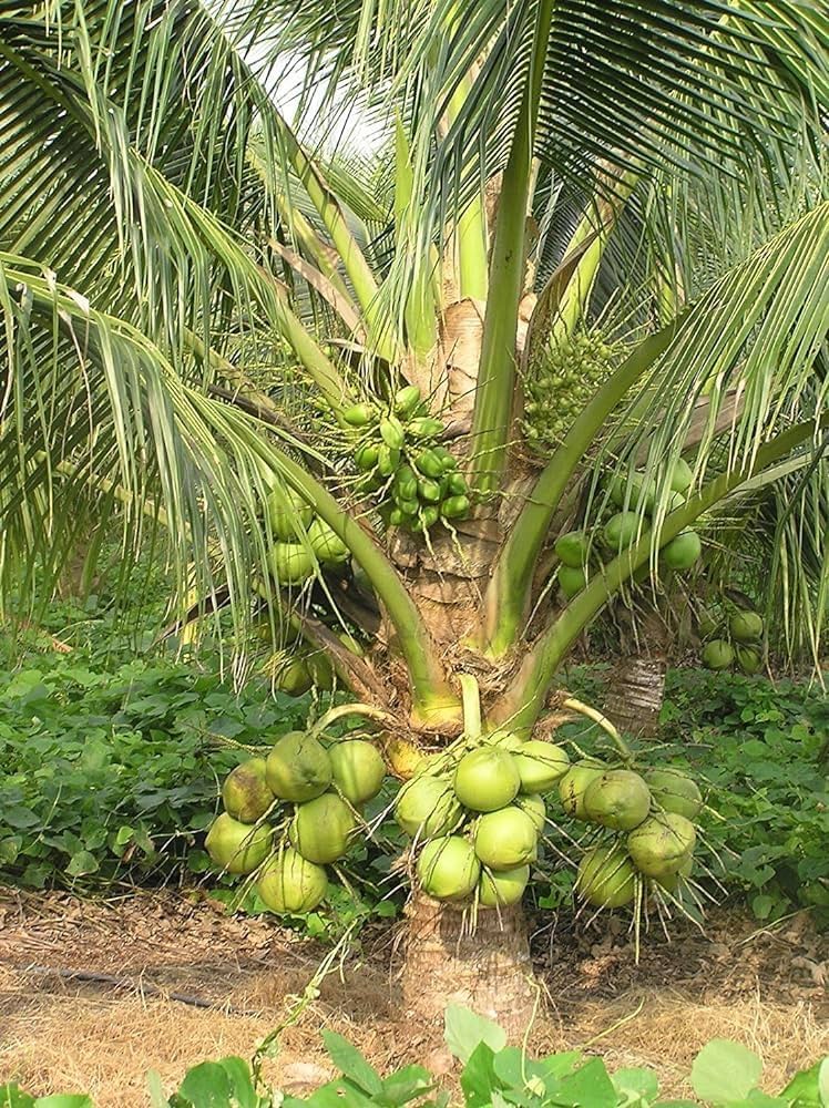 Green Coconut