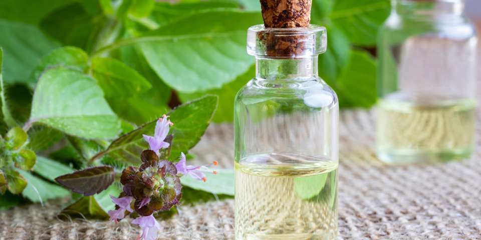 Holy Basil Oil - Purity: 100 %