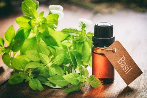 Holy Basil Oil - Purity: 100 %