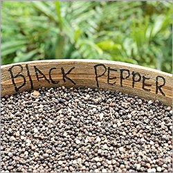 Organic Black Pepper