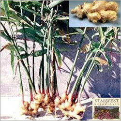 आद्रक का पौधा