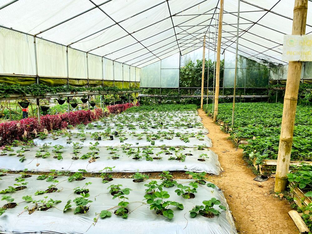 HDPE Sheet For Green House