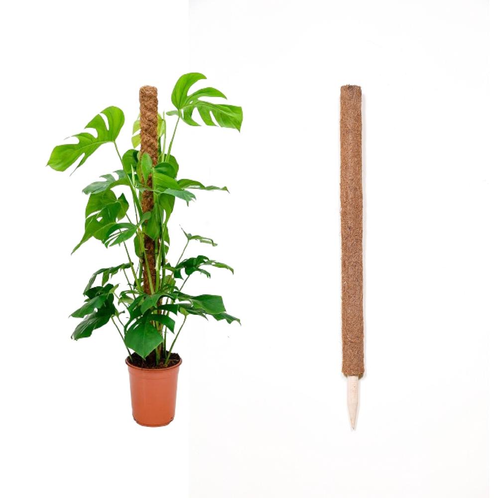 Coco Stake Or Coir Pole - Back Material: Latex Bottom