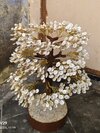 Gomati Chakra Tree A   Prosperity & Protection
